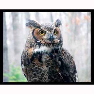 Watchful Owl