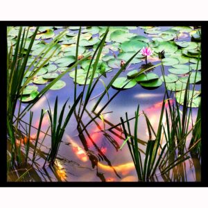 Water Lily Pond