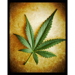 Weed