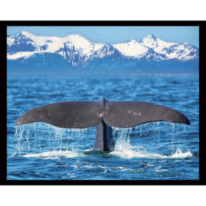 Whale Tail