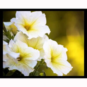 White on Yellow