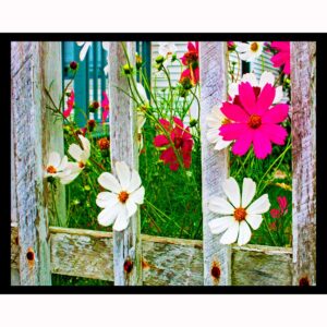 Wild Cosmos