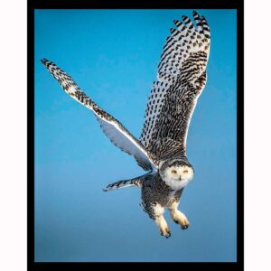 Wings Up