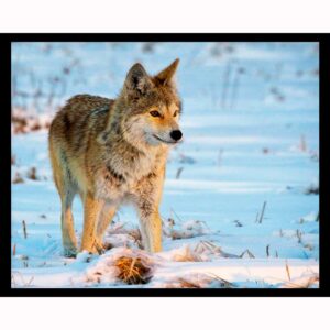 Winter Hunt