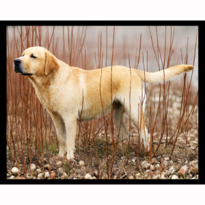 Yellow Lab