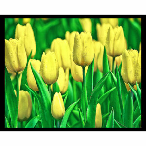 Yellow Tulips