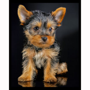 Yorkie Puppy
